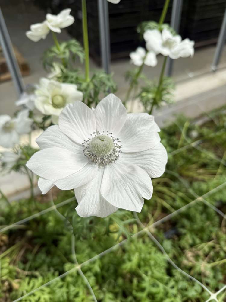 Anemone 'Mistral Pale'